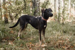 Демера из приюта Красная сосна