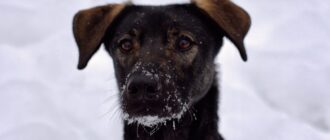 Демера из Красной сосны