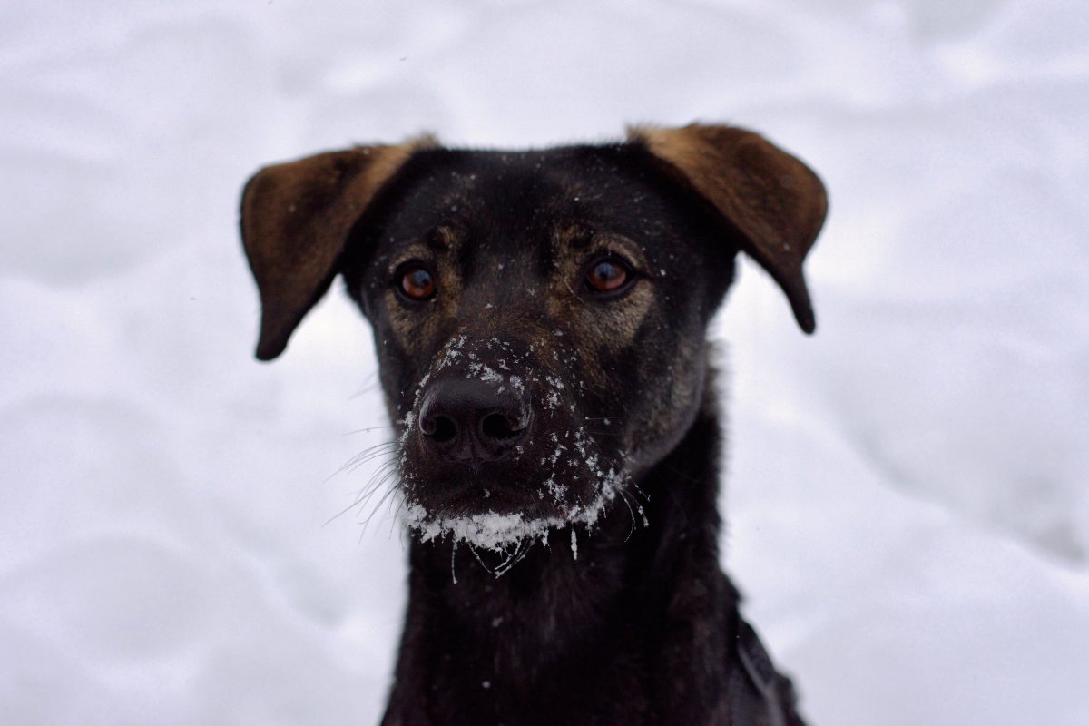 Демера из Красной сосны