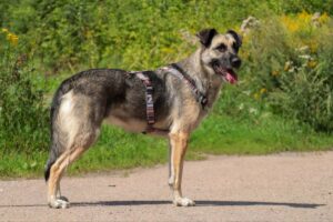 Сенди из приюта Красная сосна