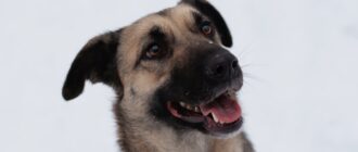 Сенди из Красной сосны