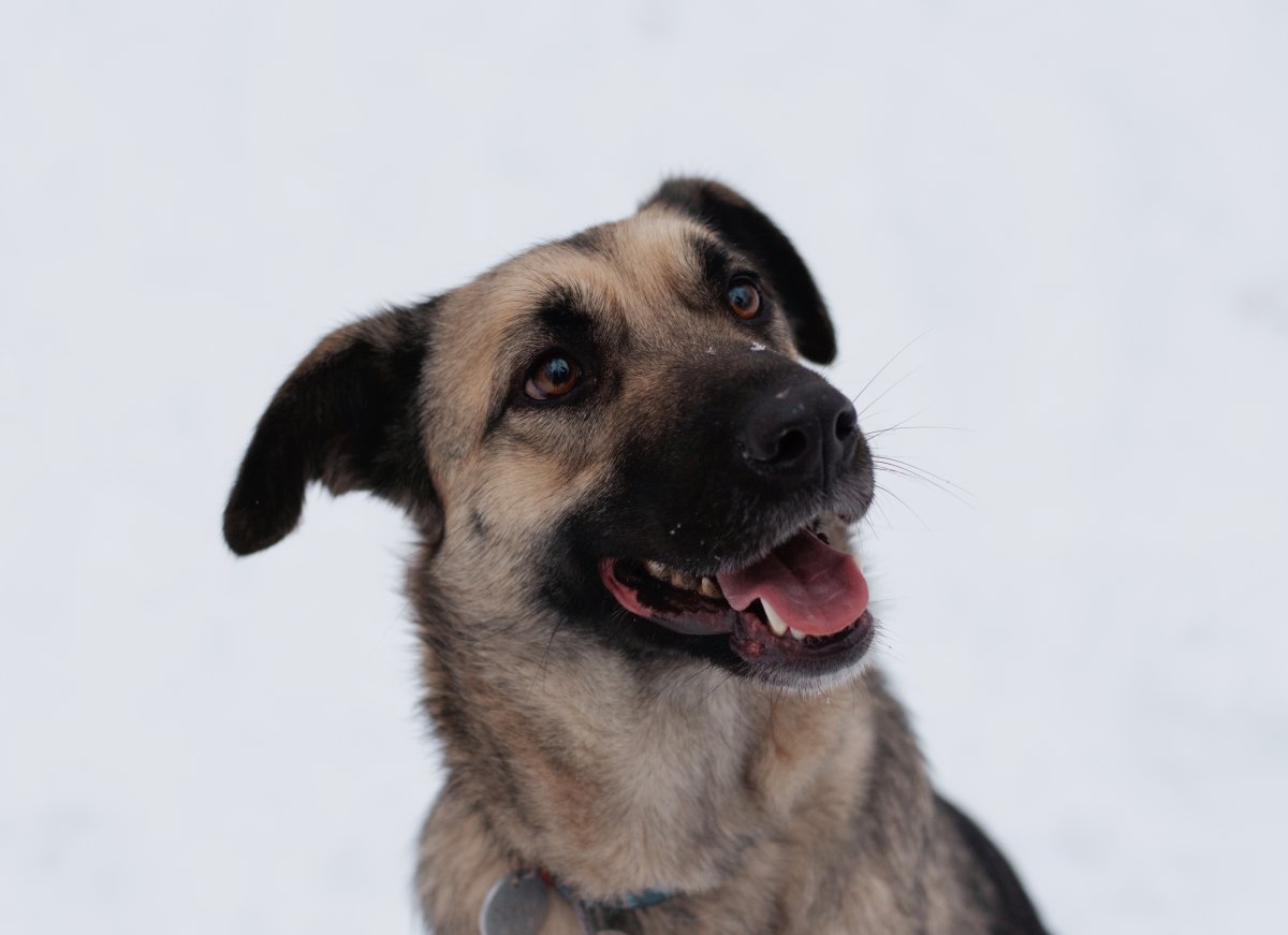 Сенди из Красной сосны