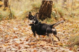 Ричард из приюта Красная сосна