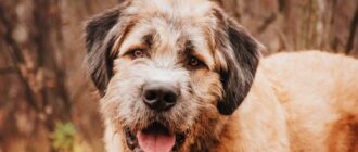 Данай из Красной сосны