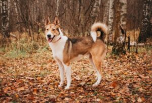 Аман из приюта Красная сосна