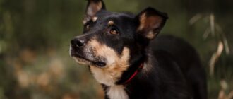 Эн-Ю из Красной сосны