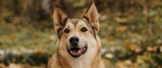 Гарольд из Красной сосны