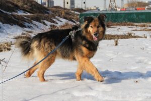 Пёс Лаврик из приюта Красная сосна