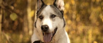 Сёма из Красной сосны