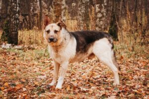 Скуффи из приюта Красная сосна