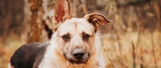 Скуффи из Красной сосны