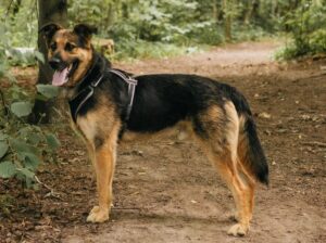 Тео из приюта Красная сосна