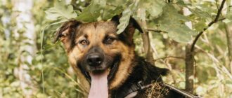 Тео из Красной сосны