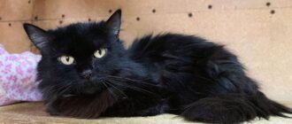 Кошка Ядвига из приюта Искра