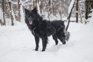 Собака Ночка из приюта Красная сосна