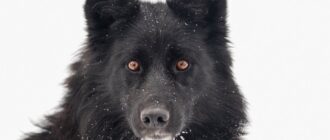 Собака Ночка из Красной сосны