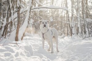 Сахарок из приюта Красная сосна