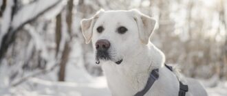 Сахарок из Красной сосны