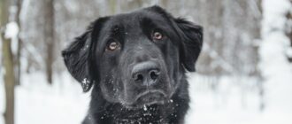 Спейс из Красной сосны