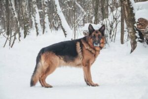 Ярис из приюта Красная сосна