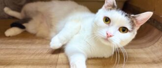 Кошка Мими из приюта Искра