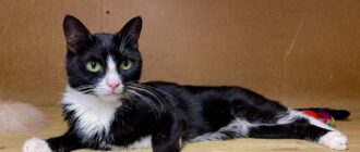 Кошка Мия из приюта Искра