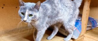 Кошка Селена из приюта Искра