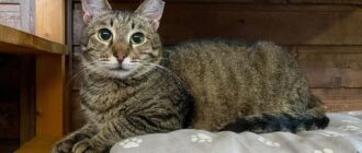 Кот Вилли из приюта Искра