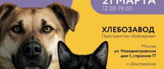 Выставка Ждут дома 2026