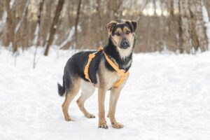 Эйша из приюта Красная сосна