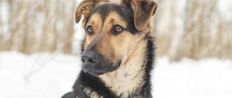 Эйша из Красной сосны