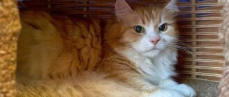 Кот Каспер из приюта Искра