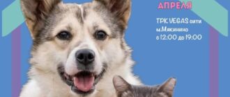 Выставка-пристройство Котодетки 18 апреля 2026 года