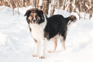 Собака Аля из приюта Красная сосна