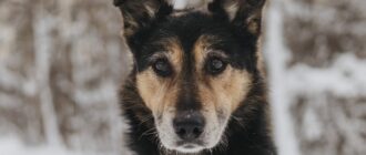 Пёс Антей из приюта Красная сосна