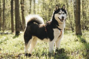Собака Мива из приюта Красная сосна