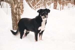 Собака Тэррия из приюта Красная сосна